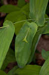 Perfoliate bellwort